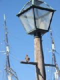 sparrow with masts
