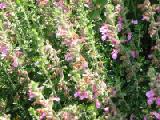 some pink plant